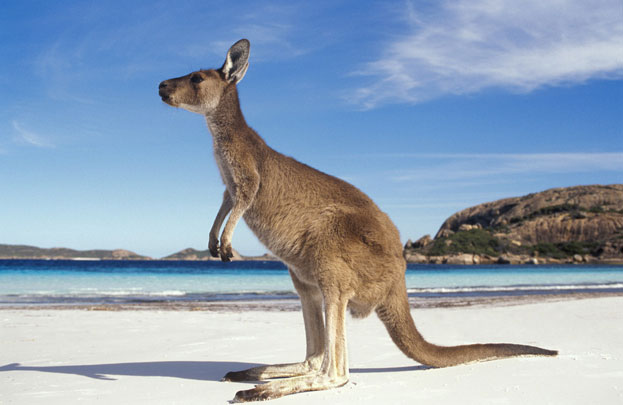 Perhatikan Lima Hal Ini Jika Kalian Pergi Ke Australia