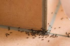 Tips Mengusir Semut Bandel di Rumah